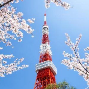 Япония: цветение сакуры 2026